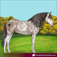 Horse Color:Classic Champagne Sabino Rabicano 