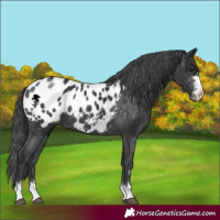 Horse Color:Black Appaloosa 
