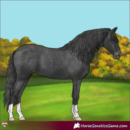 Horse Color:Black Appaloosa 