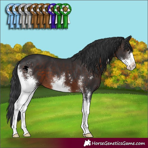 Horse Color:Brown Sabino 
