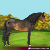 Horse Color:Buckskin 