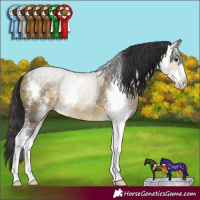 Horse Color:Buckskin Dun Sabino 