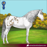 Horse Color:Buckskin Dun Sabino Blanket 