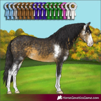 Horse Color:Buckskin Sabino