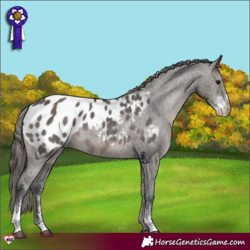 Horse Color:Grullo Sabino Blanket 