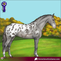 Horse Color:Grullo Sabino Appaloosa 