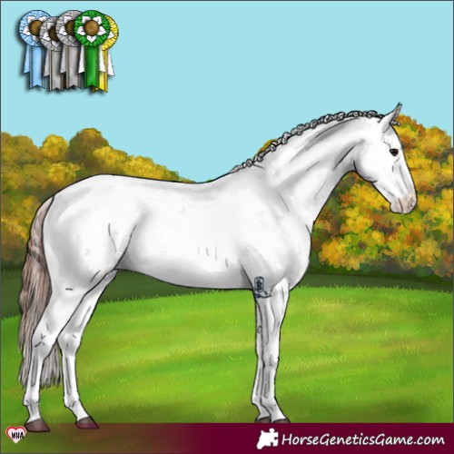 Horse Color:Bay Dun Sabino Appaloosa 