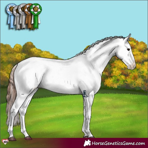 Horse Color:Bay Dun Sabino Appaloosa 