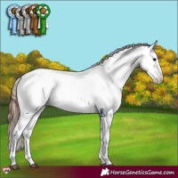 Horse Color:Bay Dun Sabino Appaloosa 