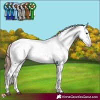 Horse Color:Bay Dun Sabino Appaloosa 