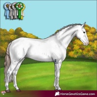 Horse Color:Bay Dun Sabino Appaloosa 