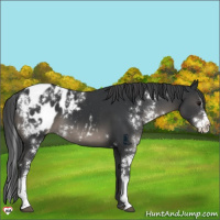 Horse Color:Black Sabino Appaloosa 