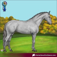 Horse Color:Black Appaloosa