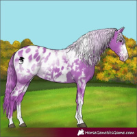 Horse Color:Watercolor White Spotted Liver Chestnut Sabino Appaloosa 