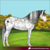 Horse Color:Grullo Sabino Rabicano 