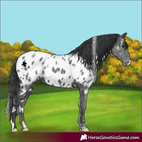 Horse Color:White Spotted Black Near Leopard