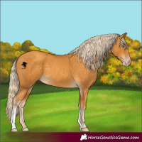 Horse Color:Gold Cream Champagne 