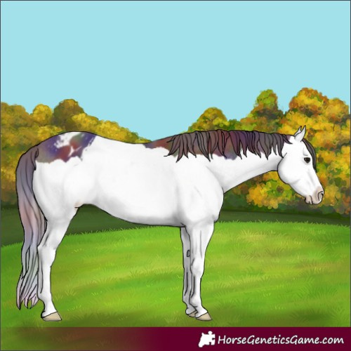 Horse Color:Nacre Brown Splash Varnish 