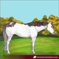 Horse Color:Nacre Brown Splash Appaloosa 