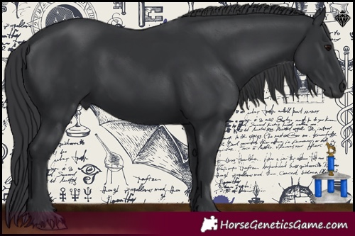 Horse Color:Black 