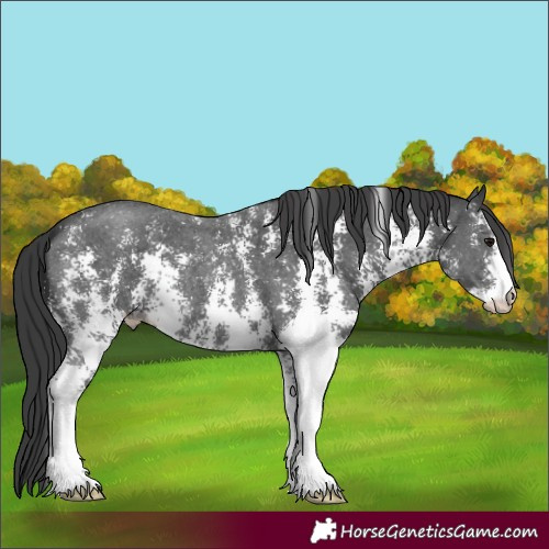 Horse Color:Black Sabino 