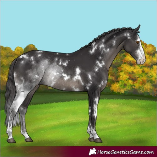 Horse Color:White Spotted Smoky Black Sabino Rabicano 