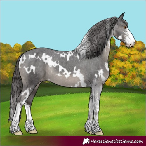 Horse Color:White Spotted Smoky Black Sabino Appaloosa Rabicano 
