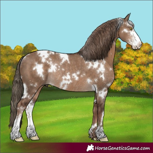Horse Color:White Spotted Liver Red Dun Sabino Rabicano 