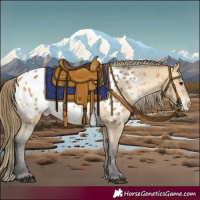 Horse Color:Buckskin Appaloosa