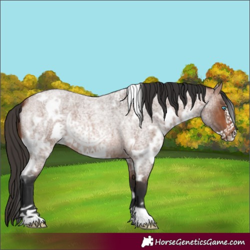 Horse Color:White Spotted Bay Roan Frame 