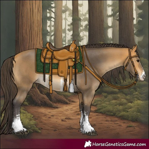 Horse Color:Buckskin Sabino 
