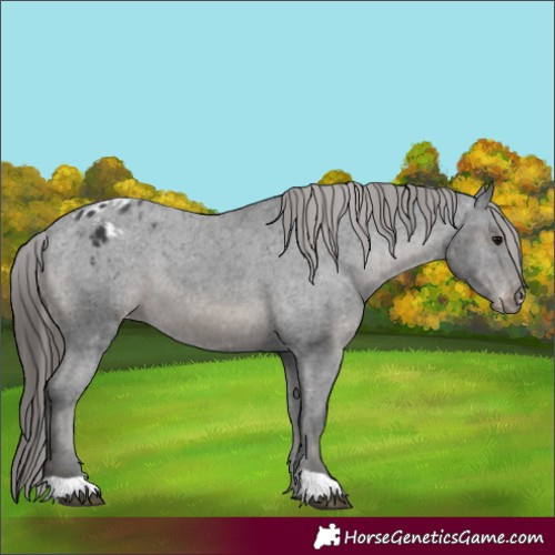 Horse Color:Black Appaloosa 
