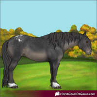Horse Color:Black Appaloosa 