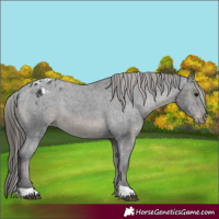 Horse Color:Black Appaloosa 