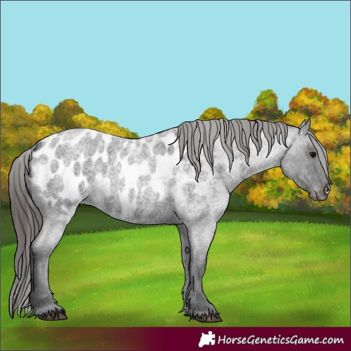 Horse Color:Blue Roan Appaloosa 