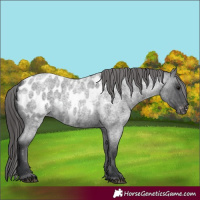 Horse Color:Blue Roan Appaloosa 
