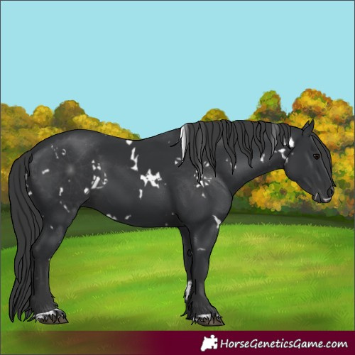 Horse Color:White Spotted Black 