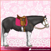 Horse Color:Smoky Black Splash