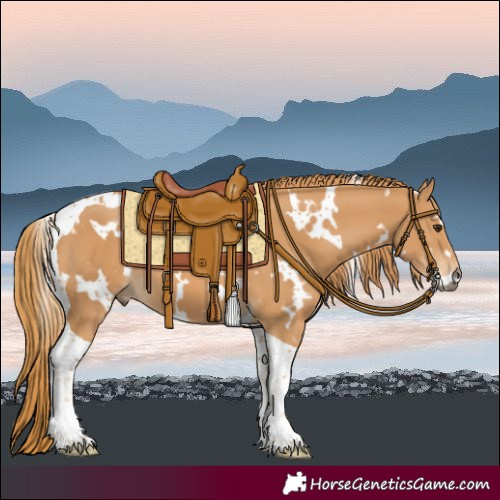 Horse Color:White Spotted Chestnut Tobiano