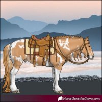 Horse Color:White Spotted Chestnut Tobiano 
