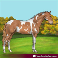 Horse Color:White Spotted Chestnut Tobiano 