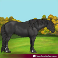 Horse Color:Black  and Smoky Black 