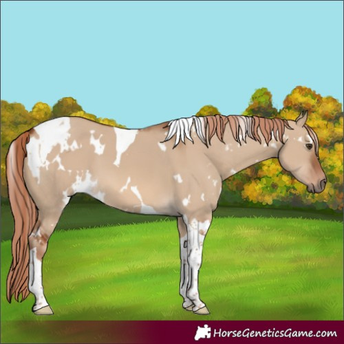 Horse Color:White Spotted Red Dun Tobiano 