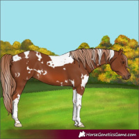 Horse Color:White Spotted Chestnut Tobiano 
