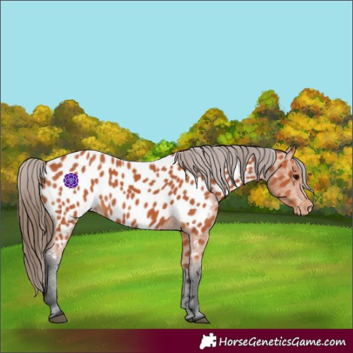Horse Color:Bay Appaloosa 