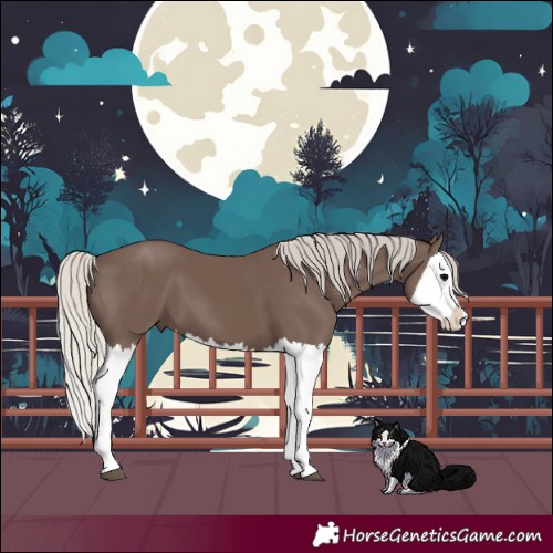 Horse Color:Silver Black Splash 