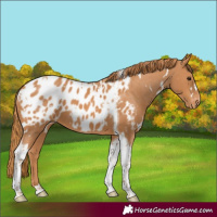 Horse Color:White Spotted Chestnut Tobiano Appaloosa 