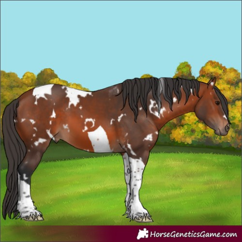 Horse Color:White Spotted Bay Tobiano