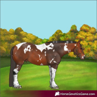 Horse Color:White Spotted Bay Tobiano
