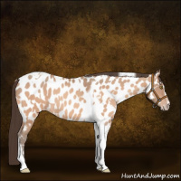 Horse Color:Amber Champagne Sabino Tobiano Appaloosa  and Amber Champagne Sabino Tobiano Appaloosa 